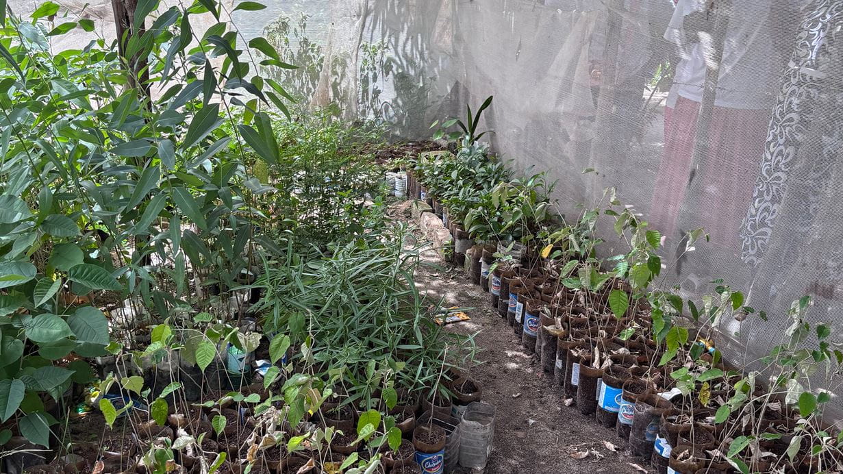 A tree nursery under polythene with hundreds of saplings planted in half plastic bottles.