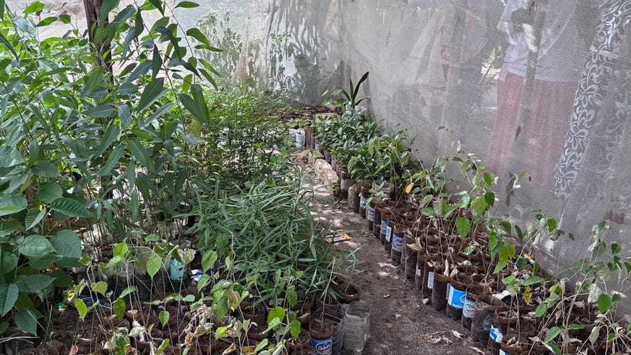 A tree nursery under polythene with hundreds of saplings planted in half plastic bottles.