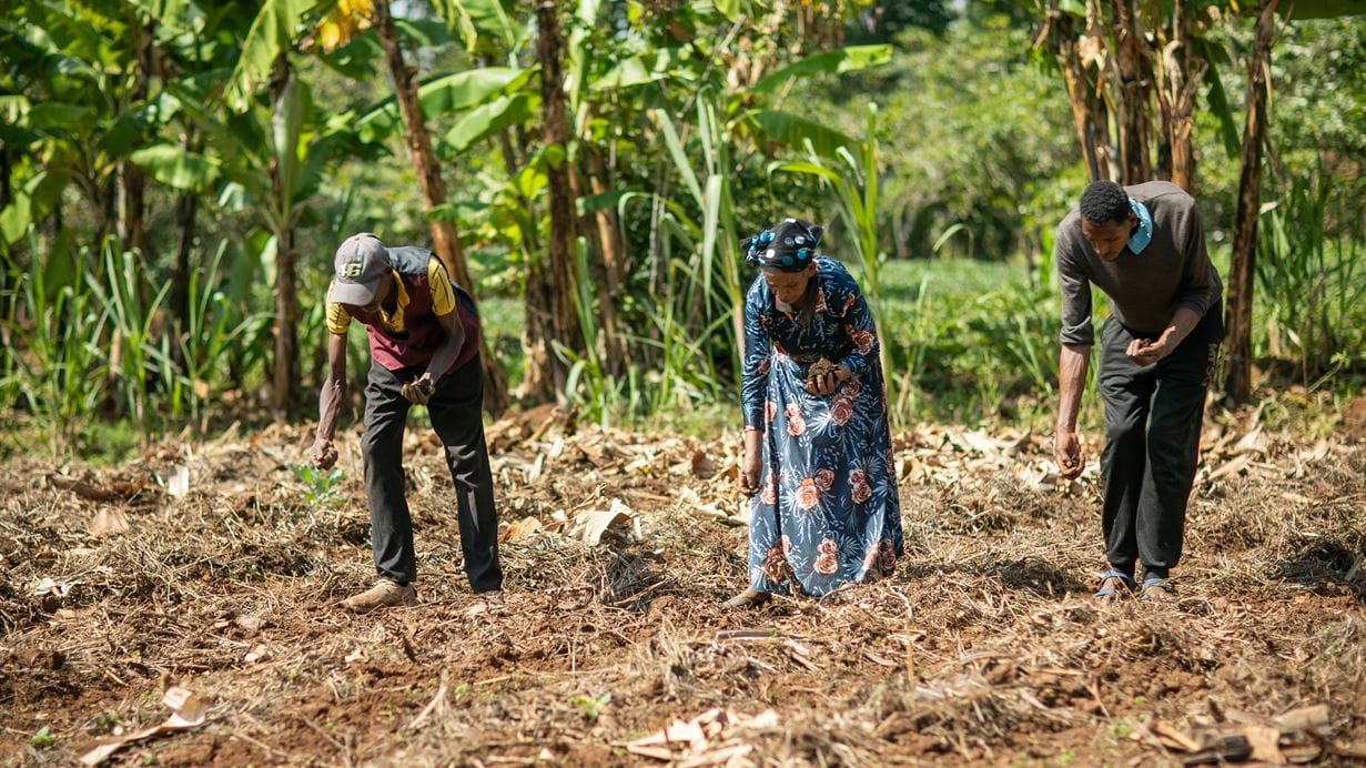 Three people bend over to sew seeds in a field, banana trees and green foliage in background.