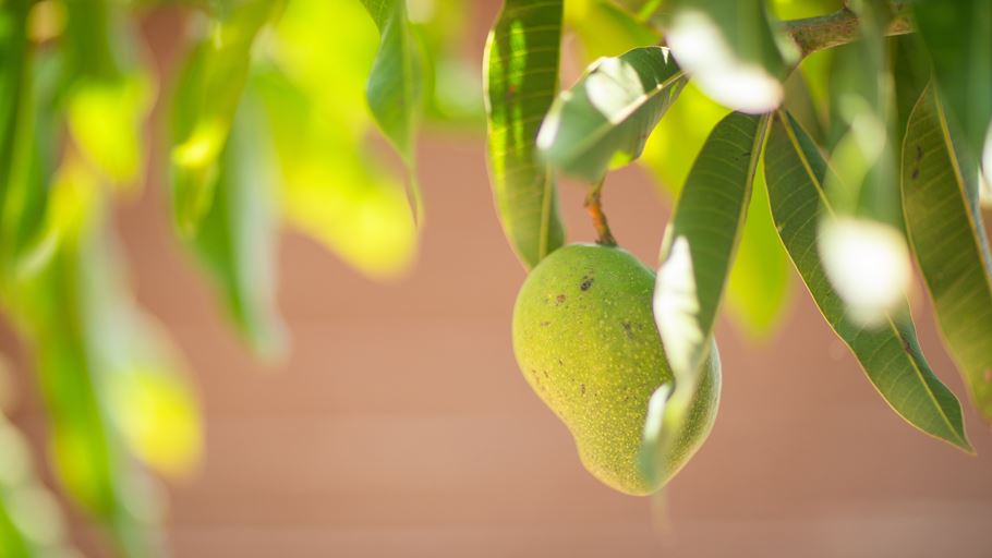 Close up of a green mango hanging from a tree, surrounded by vibrant green leaves.