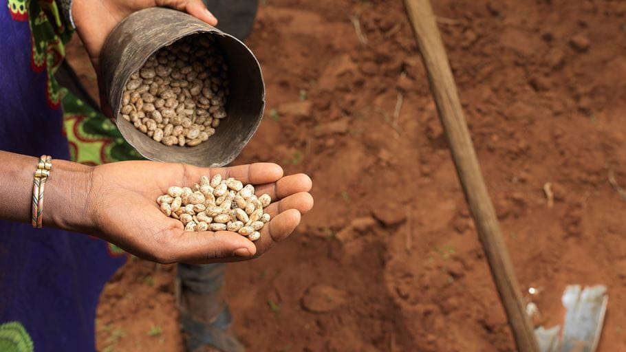 Someone holds seeds in the palm of their hand, and more in a tin in their other hand. In the background is red soil and a hoe tool.