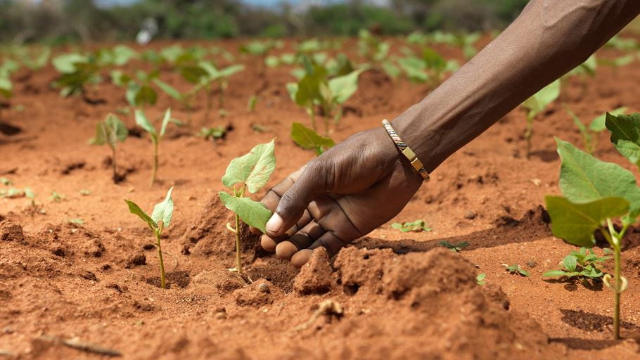 A hand gently touches a small green plant in a field of red soil and seedlings.
