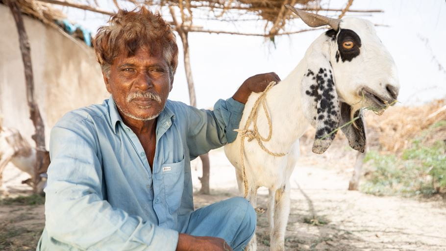 A man with a moustache, wearing a light blue shirt, crouches with his arm around a white goat with black patches around its eye and ear. The goat chews grass, and they are beneath a simple outdoor shelter.