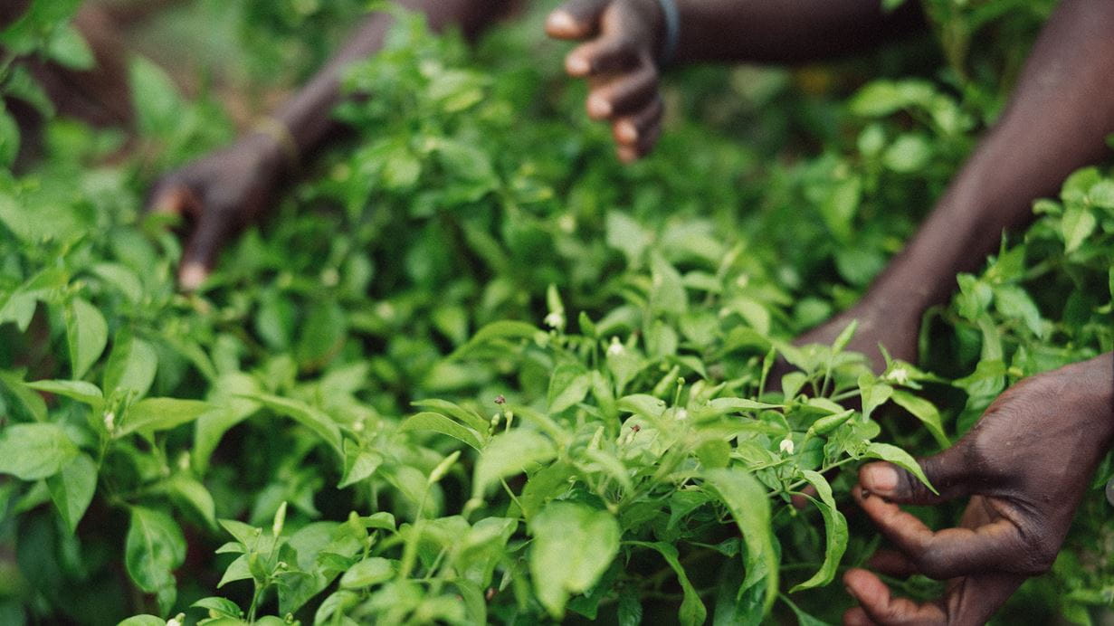 Multiple dark-skinned hands tend to lush green plants featuring small white flowers.