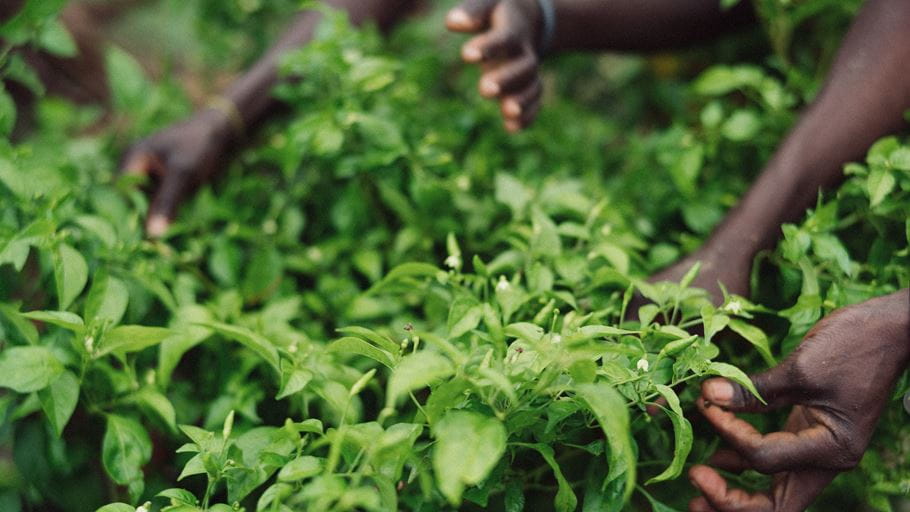 Multiple dark-skinned hands tend to lush green plants featuring small white flowers.