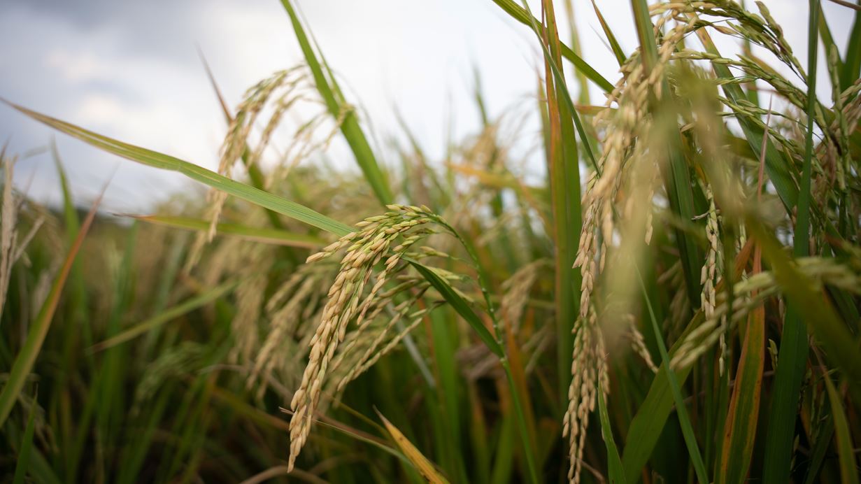 Close-up of ripening golden rice panicles amidst vibrant green leaves.