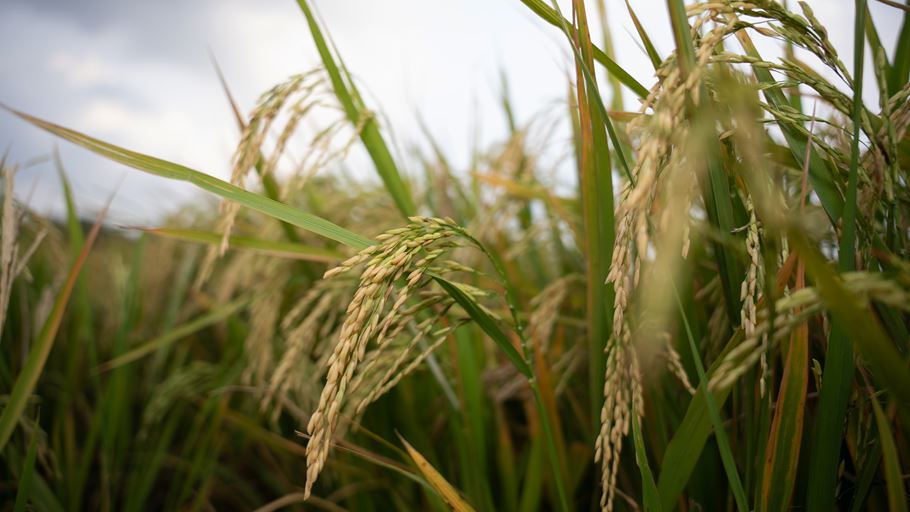 Close-up of ripening golden rice panicles amidst vibrant green leaves.