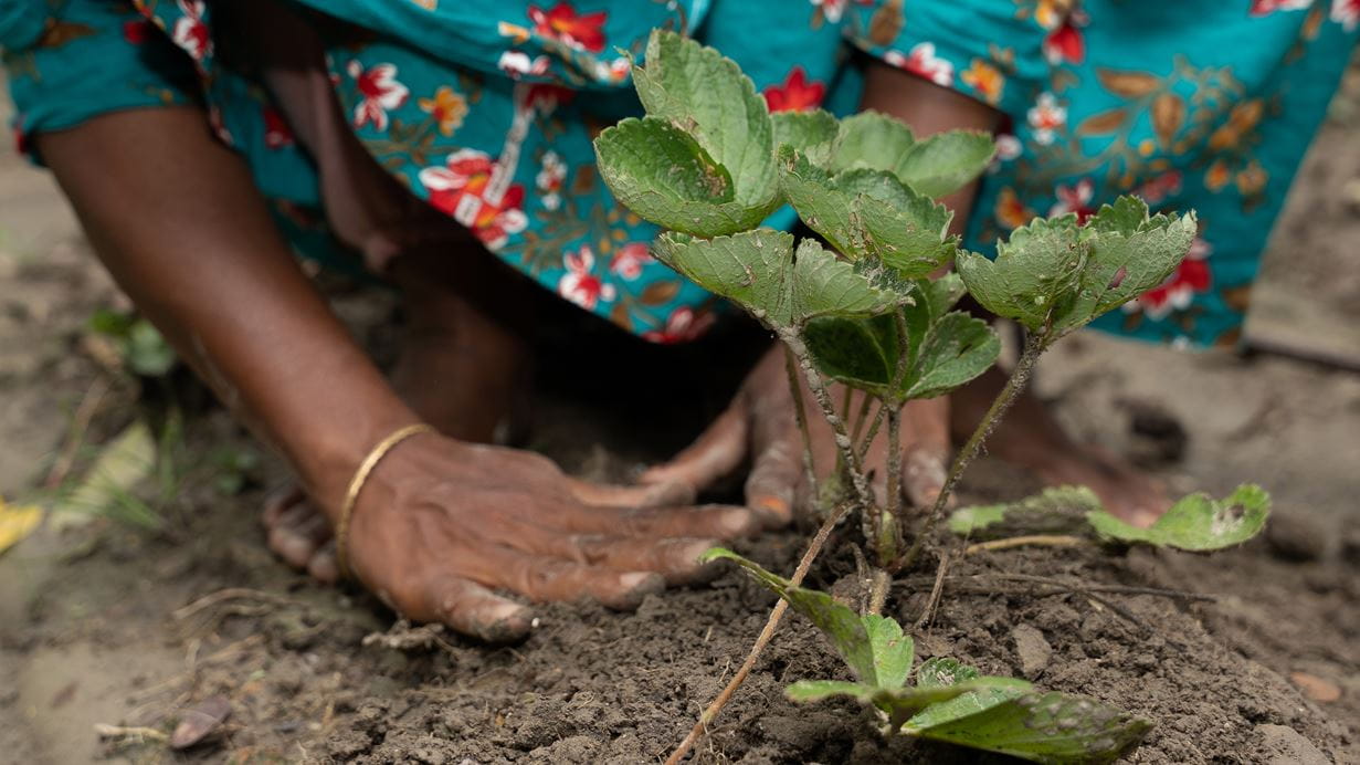 Hands of a woman smallholder farmer planting a strawberry plant in the soil in Bangladesh.
