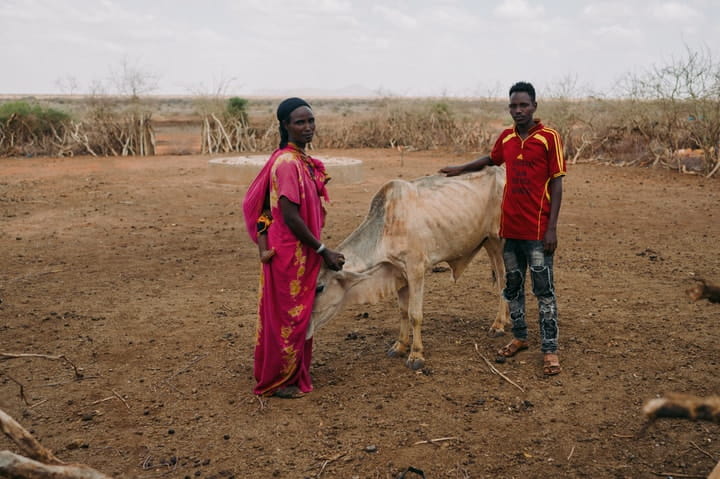 The livestock pen where Dollo Arbale Wako, 20 (red football shirt), and his mother Jillo Wako Guyo (pink outfit), 40, used to keep 150 cows. Only two remain (Andur and Abba) and are near to death. 